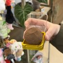 5959 | 대전 송촌동 두쫀쿠 5959카페 두바이쫀득볼 내돈내산 후기