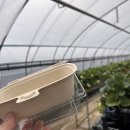 UR(영천시)-[금호로]-하-3 | 대구 근교 딸기체험 /부농 딸기 the forest / 31개월아기랑 /내돈내산 체험