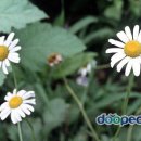 약이 되는 산야초 이미지