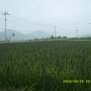 친환경쌀 판매(녹토미) 이미지