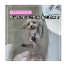 활천로 | 김해애견미용 추천 깨끗하개 애견미용 솔직한 후기