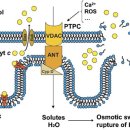 Re:Mechanisms of cytochrome c release from mitochondria 이미지