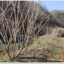 강매농장 이미지