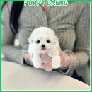 주식회사 퍼피댕 강아지분양 고양이입양 안심분양소 대전본점 | 김천애견분양 반려견과 만남 퍼피댕 통해 준비하고 시작한 후기