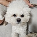 아로멍 | 파주운정 애견미용 아로멍 내돈내산 후기