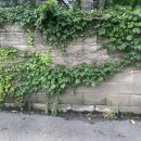 니어 포레스트 이미지