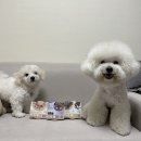 초코펫하우스 강아지간식,백휴지백소금이 인정한 맛집, 강아지간식, 애견수제간식, 강아지간식,소간칩