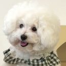 [더귀여워] 서울 아이랑 갈만한 곳 홍대 강아지카페 솔직 후기