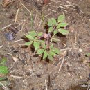 양심농장 이미지