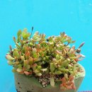 밥도둑간장게장 이미지