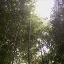 담양 대나무테마공원 한컷 더 이미지