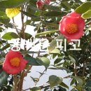 꿈꾸는흙집마당 이미지