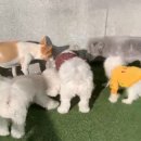 슈라즈하우스 이미지