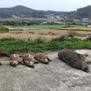 야생과