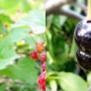 산딸기목장 이미지