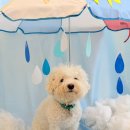 하이뭉치 유치원 이미지