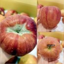 장수농원 | 장수사과 홍로 10kg 가을 사과 내돈내산 후기