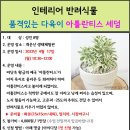 4.17(월)인테리어 반려식물(아틀란티스 세덤)_오전10시30분_성인 대상 이미지