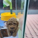 대구애견조류원 이미지