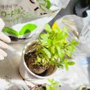 백송꽃농원