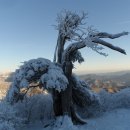 1월 5일 태백산(1,567m) 산행알림 이미지