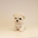 언커먼독 이미지