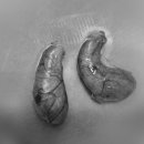 봉식동물병원 이미지