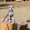 전일목장 | 제주 서귀포 겨울 가볼만한 곳 목장카페 대한목장