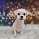 멍미살롱 이미지