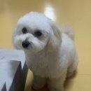 냉큼, 오레오 이미지