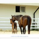 케논목장 이미지