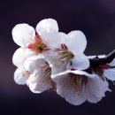 매화마트 이미지