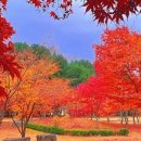 초가촌 | 남이섬 입장권 할인 티켓 특가 반려동물 동반
