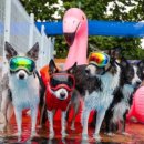 도그베이 이미지