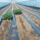 팔봉농원 이미지