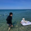 현남면사무소 | 여행기!ep4 강아지 데리고 애견동반 무료 해수욕장 후기전국 강아지 동반 해수욕장, 다이소 강아지...