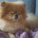 예곰 Daum카페
