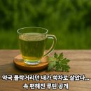 연우약국 | 약국 들락거리던 내가 쑥차로 살았다… 속 편해진 루틴 공개