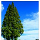 황남초등학교 이미지