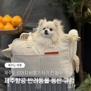 국제애견센터 | 제주항공 애견동반 비행기 탑승 후기 강아지 기내 규정 총정리 (+제주도 여행)