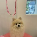 뽀드득 블랑스파 이미지