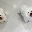 두리그루밍 이미지