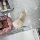 (주)다움기술 | 광주 강아지미용 강력 추천!! &lt;비숑다움&gt;