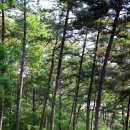 솔숲에서 休~ 캠핑, 서천 희리산해송자연휴양림 캠핑장 이미지