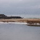 사천송림 이미지