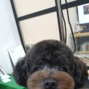 보드레도그 이미지