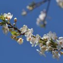 청암순대 이미지