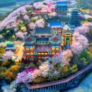 "벚꽃과 바다를 한 번에 볼 수 있는 사찰이라고?"... 입장료·주차비 걱정 없는 일출 명소 이미지