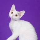 바비돌/픽시윙스캐터리 이미지