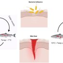 대서양연어의 Moritella viscosa감염 동계피부궤양병 winter ulcer disease (WUD) 이미지